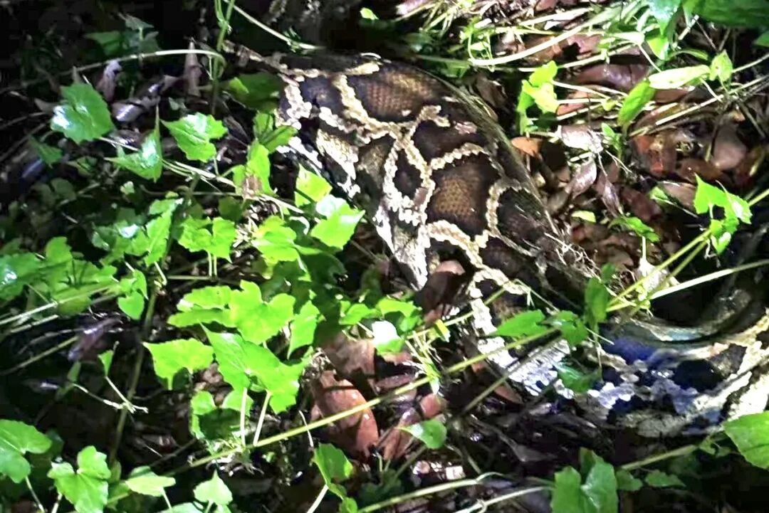 近4米长！东莞一林场惊现56斤巨蟒！