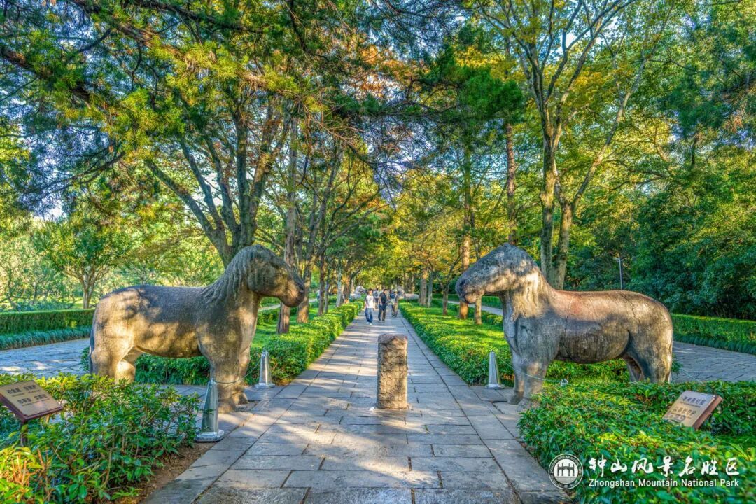 南京这里，已进入观赏期！