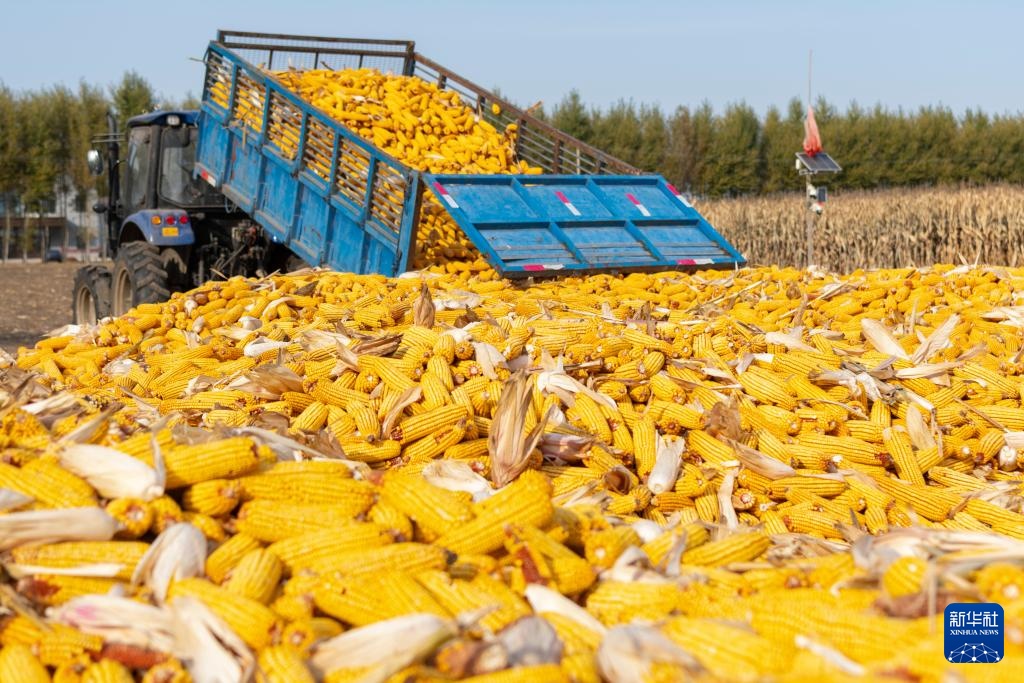 产粮第一大省黑龙江秋收超六成 产粮第一大省黑龙江秋收超六成