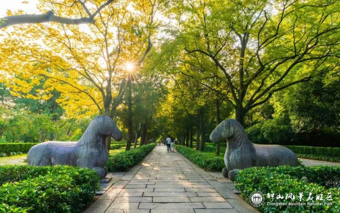 南京这里，已进入观赏期！