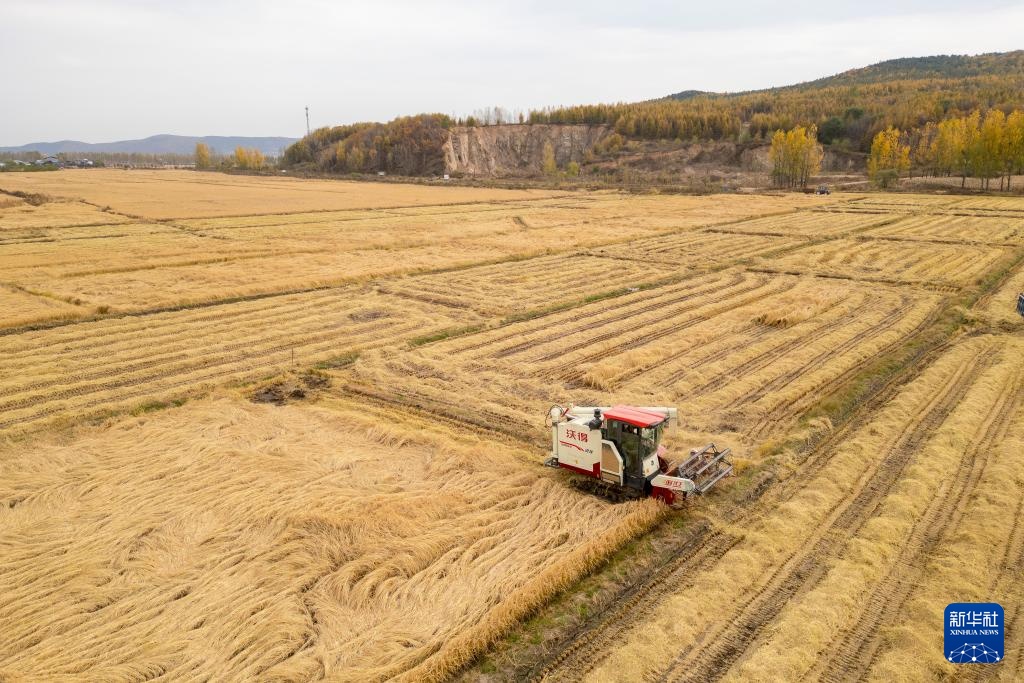 产粮第一大省黑龙江秋收超六成 产粮第一大省黑龙江秋收超六成
