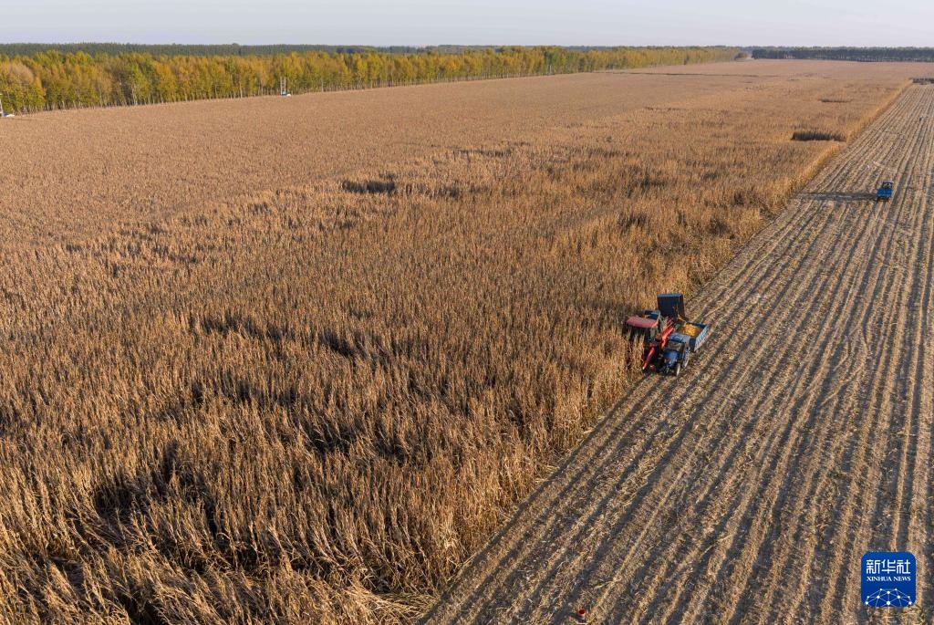 产粮第一大省黑龙江秋收超六成 产粮第一大省黑龙江秋收超六成