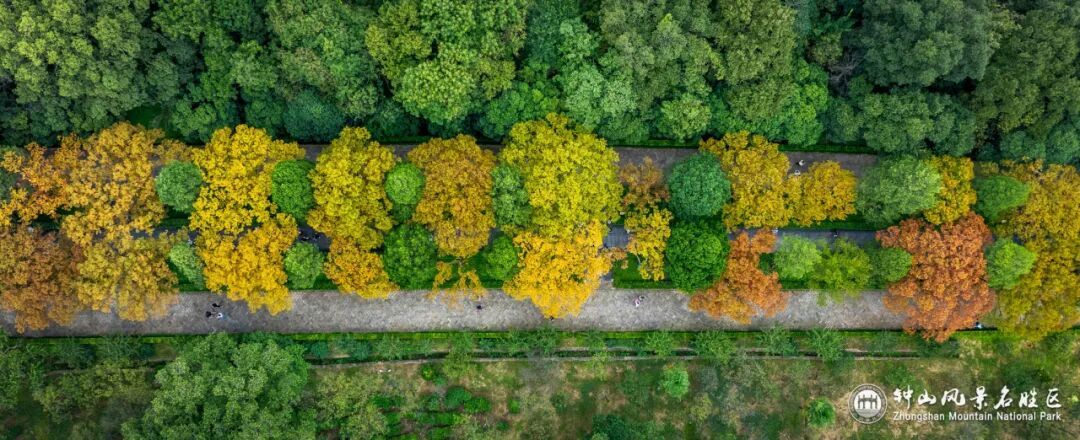 南京这里，已进入观赏期！