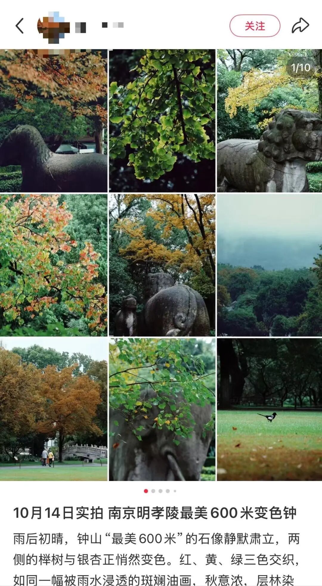 南京这里，已进入观赏期！