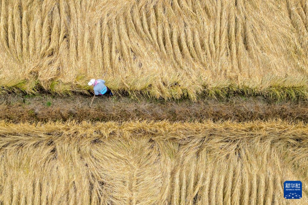 产粮第一大省黑龙江秋收超六成 产粮第一大省黑龙江秋收超六成