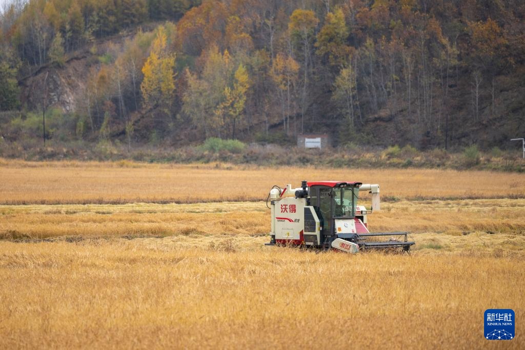 产粮第一大省黑龙江秋收超六成 产粮第一大省黑龙江秋收超六成