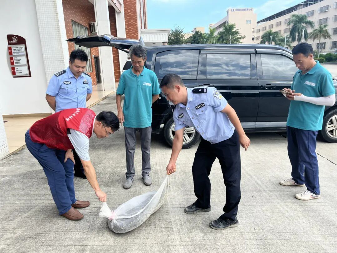 近4米长！东莞一林场惊现56斤巨蟒！