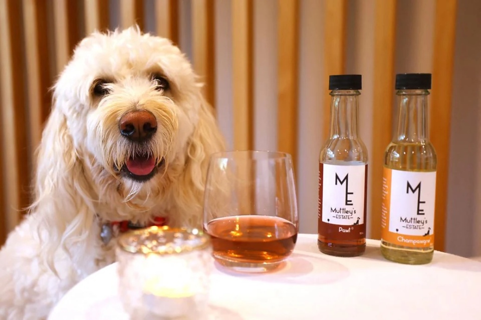 毛孩子也能“品酒”?新西兰一公司推出“宠物葡萄酒” 毛孩子也能“品酒”?新西兰一公司推出“宠物葡萄酒”
