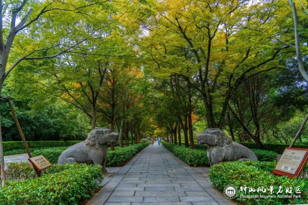 南京这里，已进入观赏期！