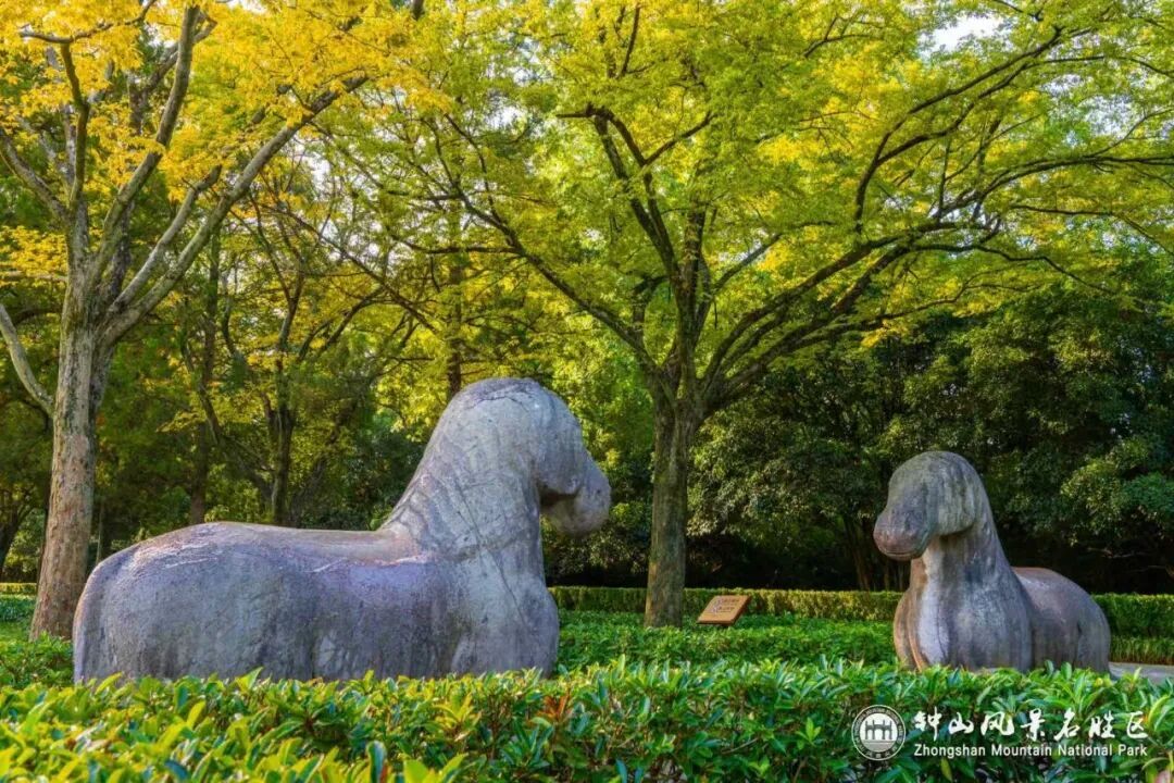 南京这里，已进入观赏期！