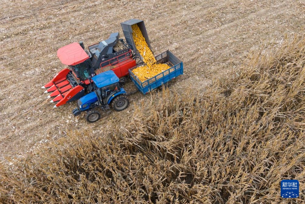 产粮第一大省黑龙江秋收超六成 产粮第一大省黑龙江秋收超六成