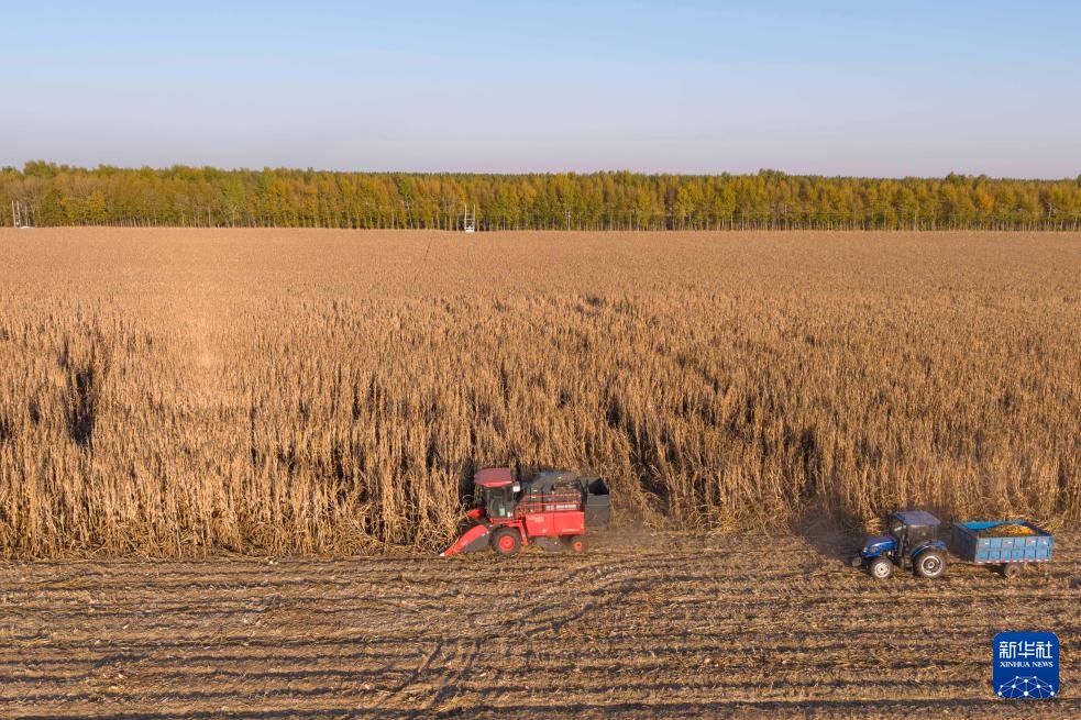 产粮第一大省黑龙江秋收超六成 产粮第一大省黑龙江秋收超六成