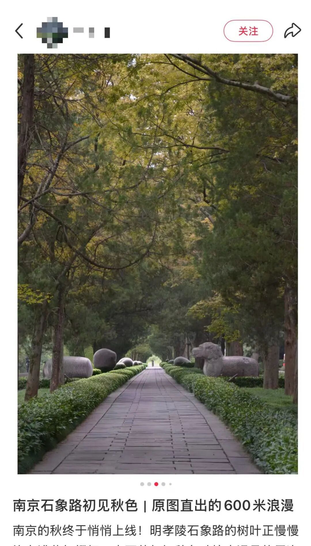 南京这里，已进入观赏期！