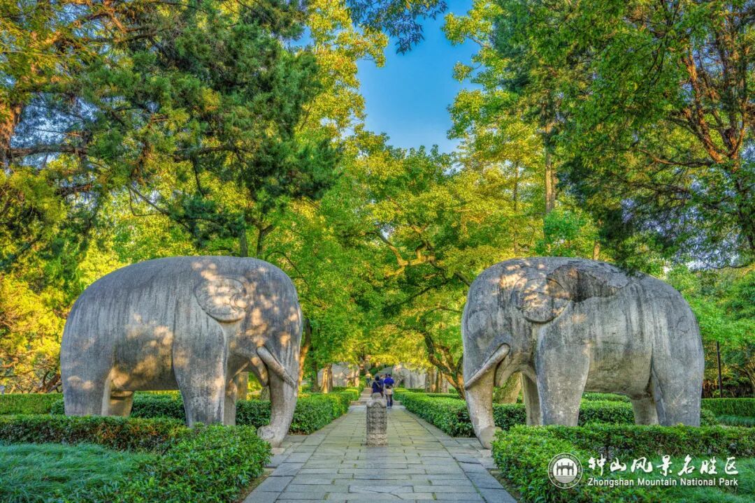 南京这里，已进入观赏期！