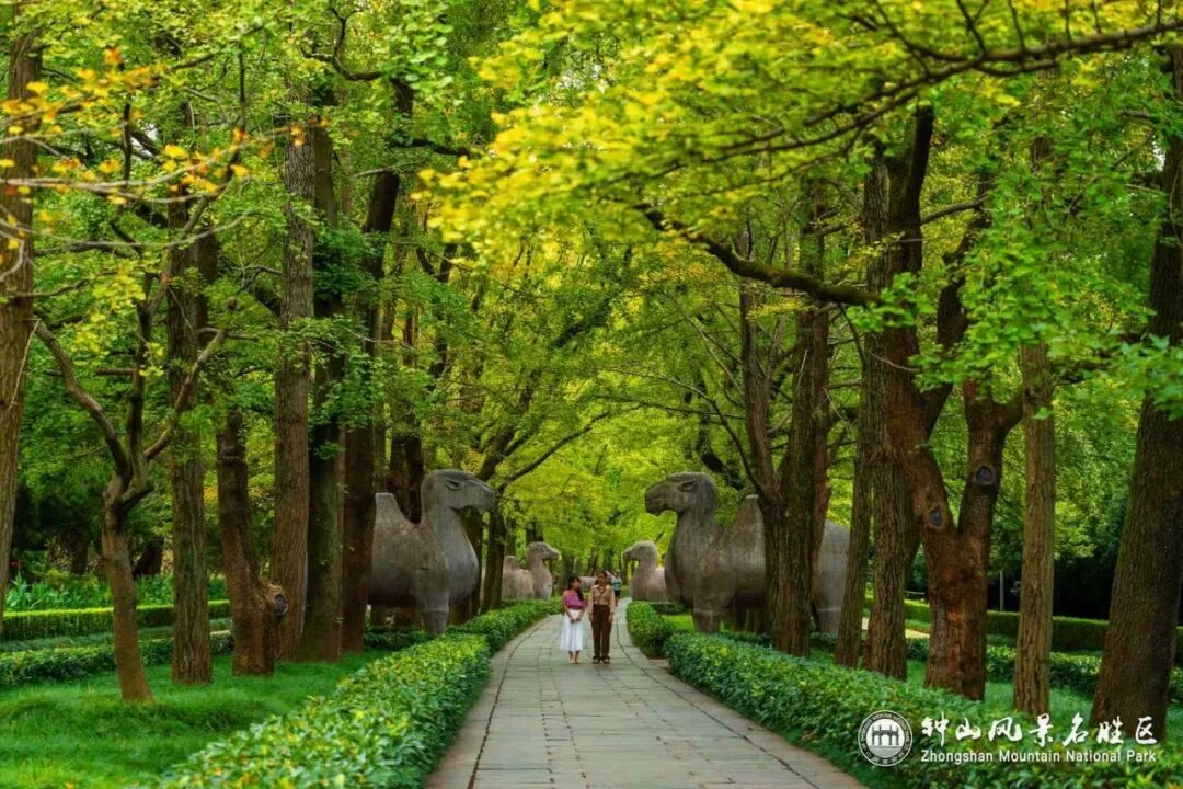 南京这里，已进入观赏期！