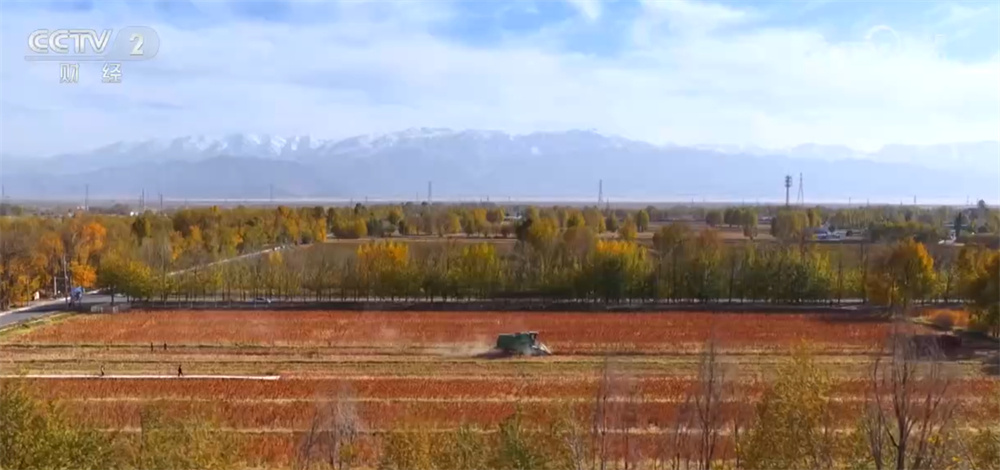 藜麦飘香、水稻金黄、鱼蟹满仓 科技赋能奏响金秋十月“丰收乐章”