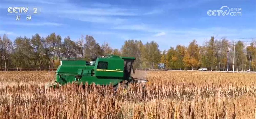 藜麦飘香、水稻金黄、鱼蟹满仓 科技赋能奏响金秋十月“丰收乐章”