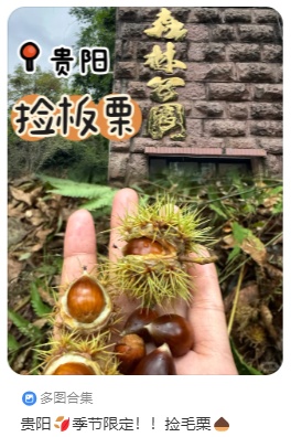 听说最近贵州人都在捡它？进入黄金期！不少人朋友圈狂晒战绩