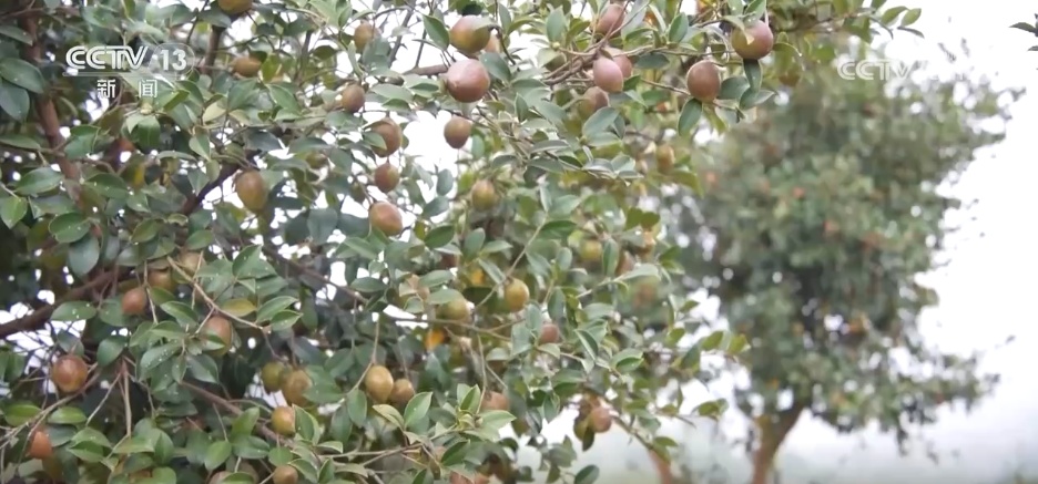 沉陷区变“良田”、秋播“有备而种” 广袤田野绘就生机勃勃“丰”景图