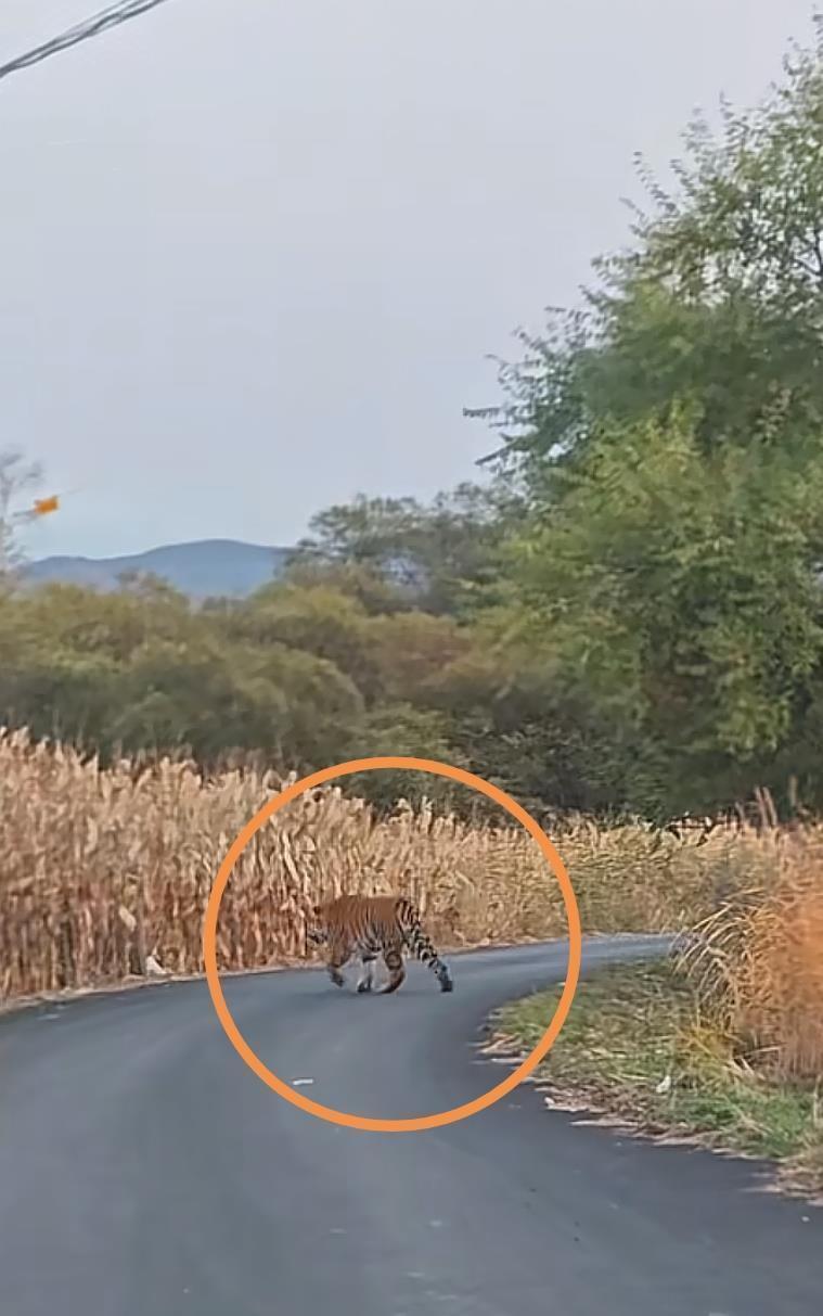 男子在吉林珲春村道上偶遇野生东北虎,乡政府:已对村民预警提示 男子在吉林珲春村道上偶遇野生东北虎,乡政府:已对村民预警提示