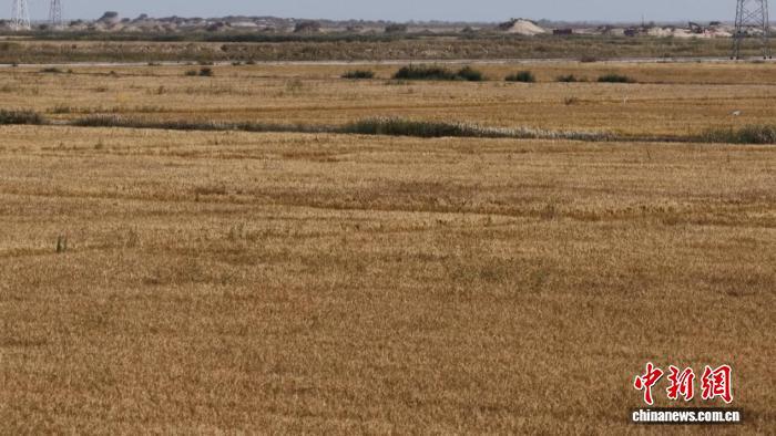 新疆阿拉尔市重盐碱地“沙漠水稻”首年平均亩产超600公斤 新疆阿拉尔市重盐碱地“沙漠水稻”首年平均亩产超600公斤