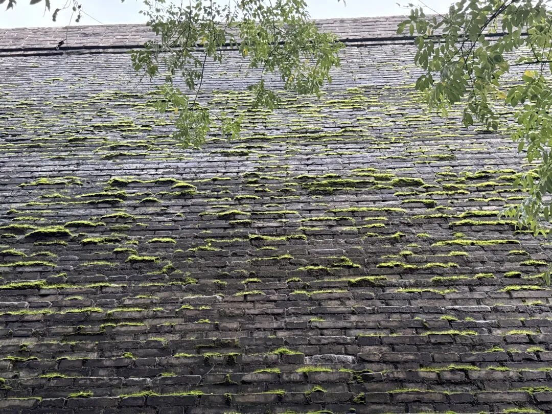 西安城墙解锁“限定皮肤”?专家解读 西安城墙解锁“限定皮肤”?专家解读