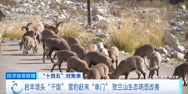 增绿最多、最快!我国贡献全球大约25%新增绿化面积 增绿最多、最快!我国贡献全球大约25%新增绿化面积