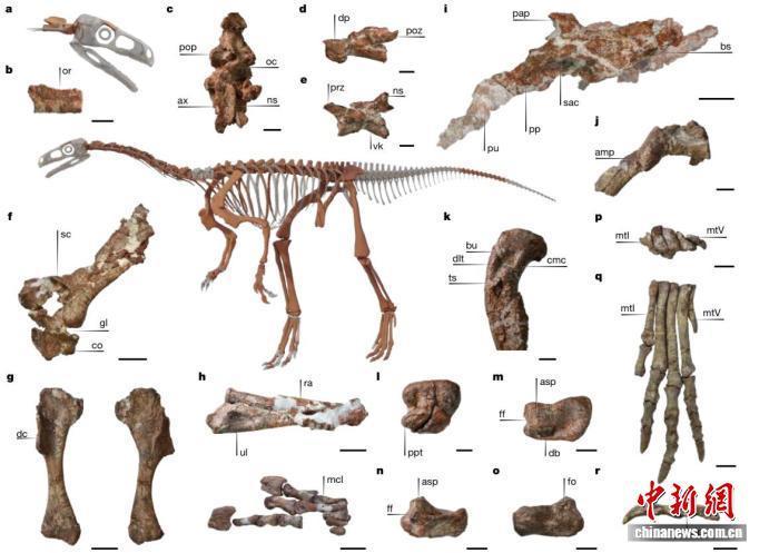 恐龙的脖子是如何变长的?新发现约2.31亿年前化石研究揭开谜团 恐龙的脖子是如何变长的?新发现约2.31亿年前化石研究揭开谜团