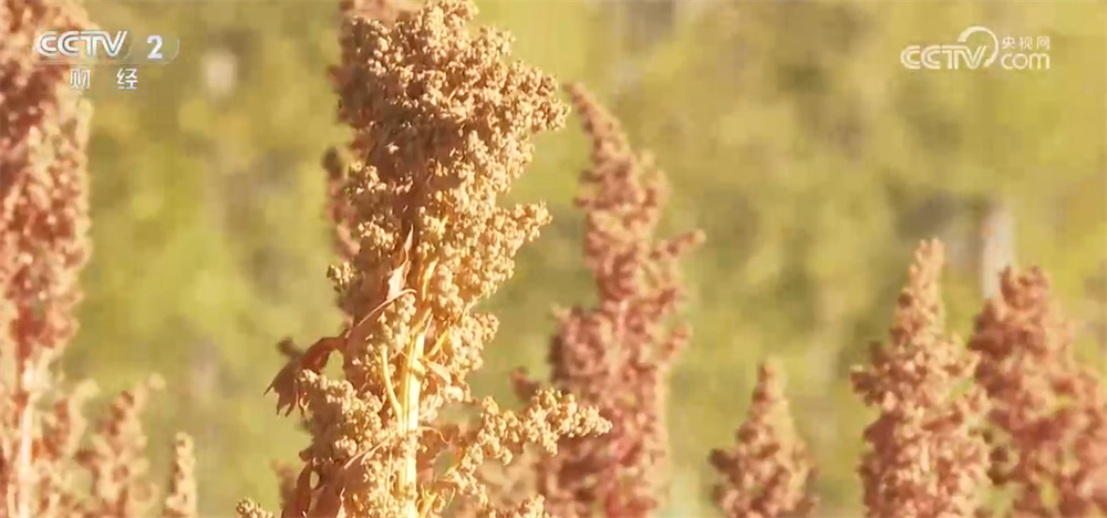 藜麦飘香、水稻金黄、鱼蟹满仓 科技赋能奏响金秋十月“丰收乐章”