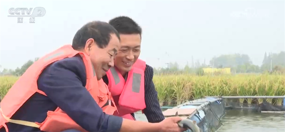 藜麦飘香、水稻金黄、鱼蟹满仓 科技赋能奏响金秋十月“丰收乐章”