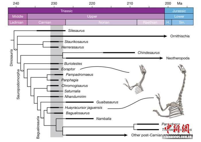 恐龙的脖子是如何变长的?新发现约2.31亿年前化石研究揭开谜团 恐龙的脖子是如何变长的?新发现约2.31亿年前化石研究揭开谜团
