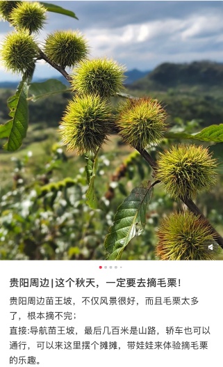 听说最近贵州人都在捡它？进入黄金期！不少人朋友圈狂晒战绩