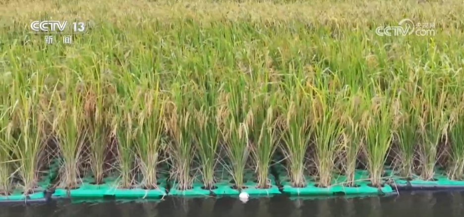 沉陷区变“良田”、秋播“有备而种” 广袤田野绘就生机勃勃“丰”景图