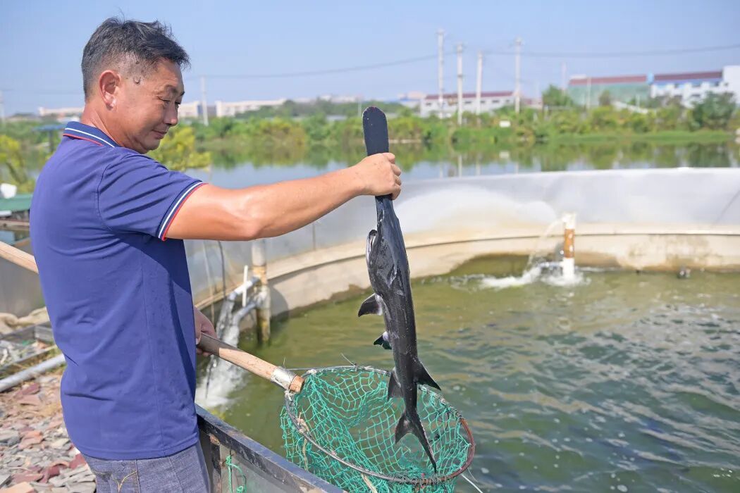 武进惊现“怪鱼”，与恐龙同时代