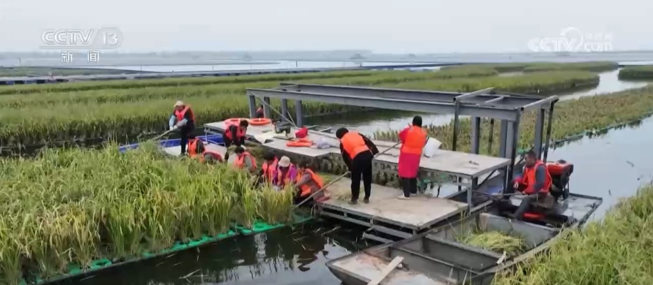 沉陷区变“良田”、秋播“有备而种” 广袤田野绘就生机勃勃“丰”景图