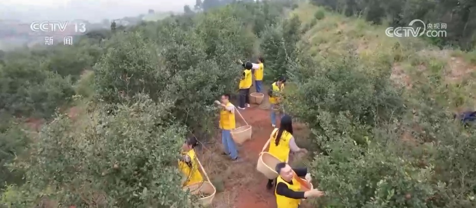 沉陷区变“良田”、秋播“有备而种” 广袤田野绘就生机勃勃“丰”景图