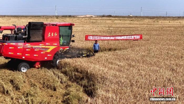 新疆阿拉尔市重盐碱地“沙漠水稻”首年平均亩产超600公斤 新疆阿拉尔市重盐碱地“沙漠水稻”首年平均亩产超600公斤