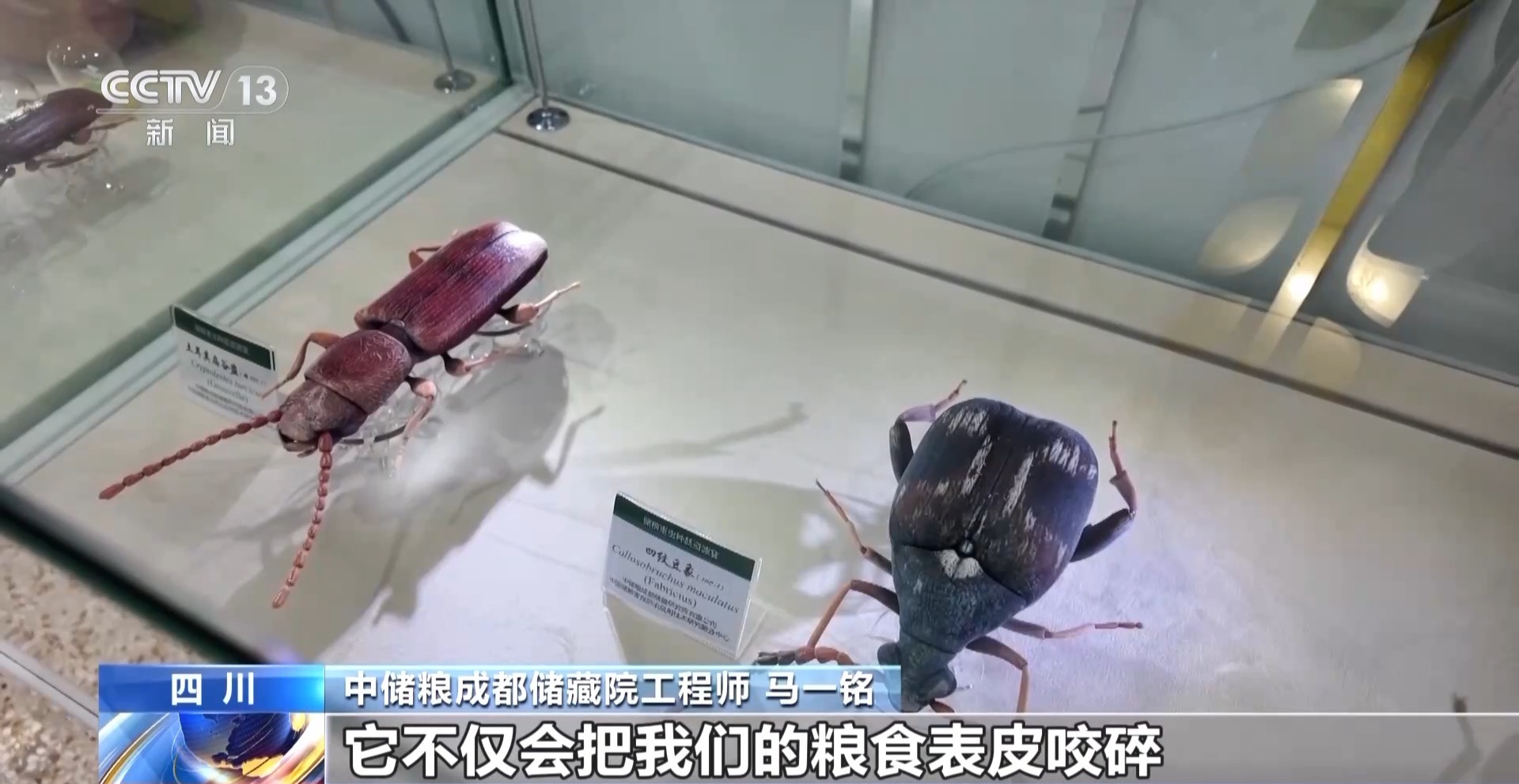 粮食入库进入“AI全自动时代” 探秘大国粮仓科技底色