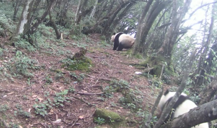 雅安芦山：野生大熊猫“蹭树”被红外相机“捉”住