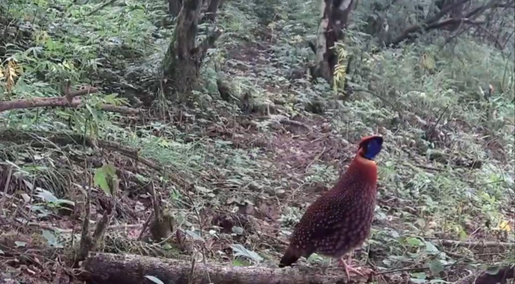 雅安芦山：野生大熊猫“蹭树”被红外相机“捉”住