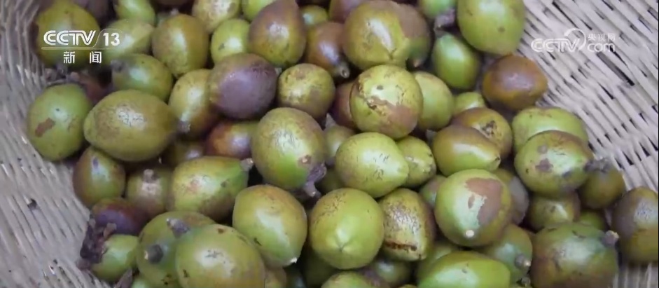 沉陷区变“良田”、秋播“有备而种” 广袤田野绘就生机勃勃“丰”景图