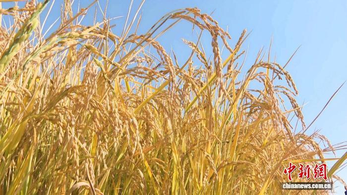 新疆阿拉尔市重盐碱地“沙漠水稻”首年平均亩产超600公斤 新疆阿拉尔市重盐碱地“沙漠水稻”首年平均亩产超600公斤