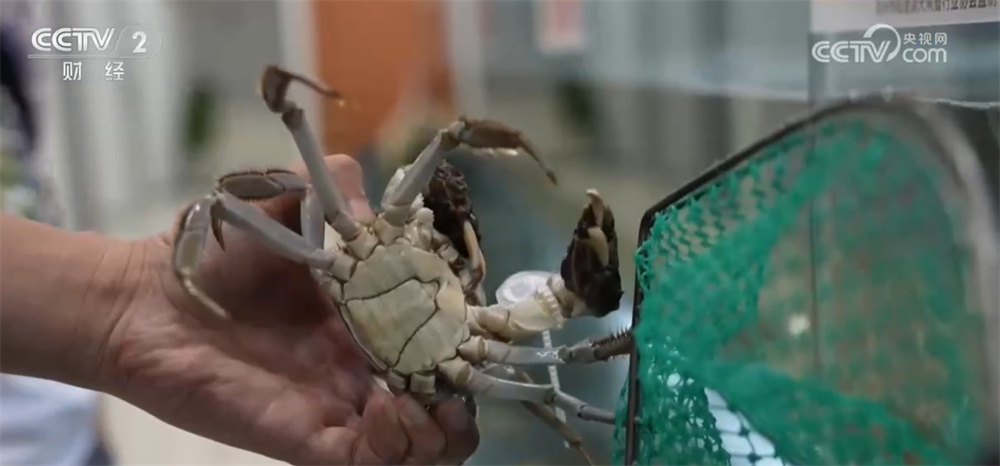 藜麦飘香、水稻金黄、鱼蟹满仓 科技赋能奏响金秋十月“丰收乐章”