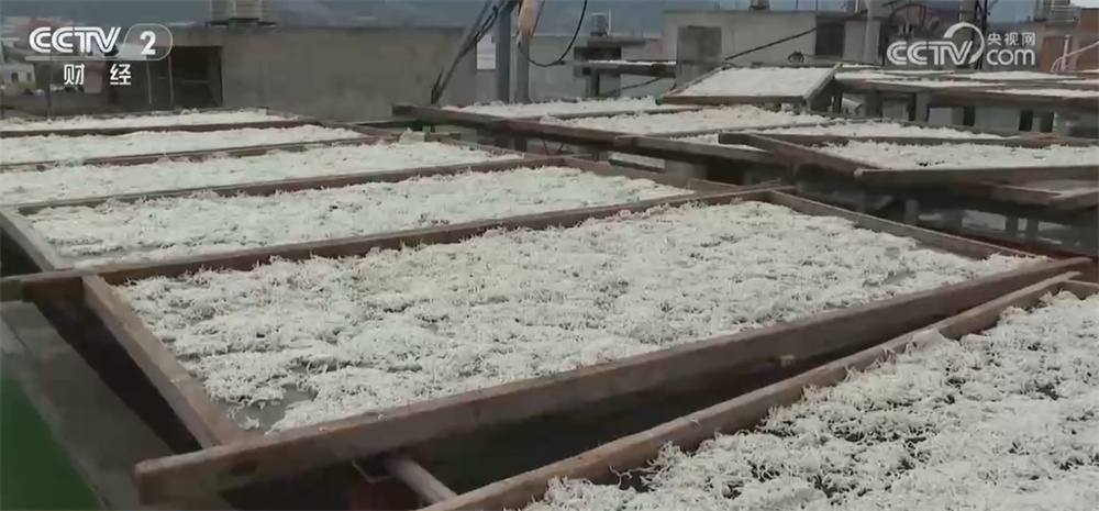 藜麦飘香、水稻金黄、鱼蟹满仓 科技赋能奏响金秋十月“丰收乐章”