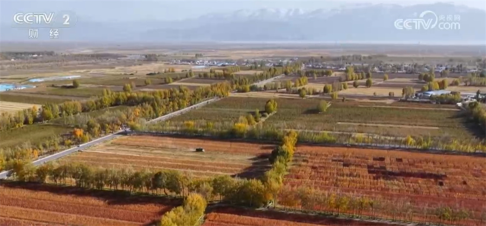 藜麦飘香、水稻金黄、鱼蟹满仓 科技赋能奏响金秋十月“丰收乐章”