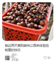 听说最近贵州人都在捡它？进入黄金期！不少人朋友圈狂晒战绩