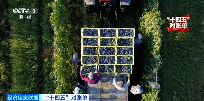 增绿最多、最快!我国贡献全球大约25%新增绿化面积 增绿最多、最快!我国贡献全球大约25%新增绿化面积