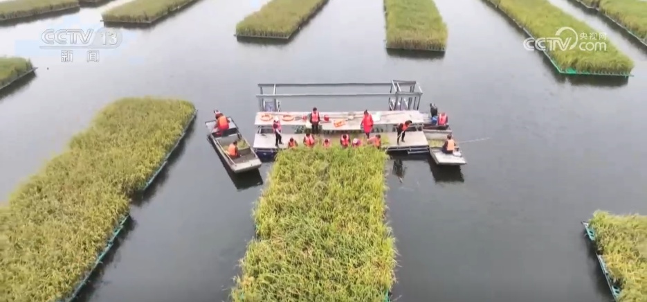 沉陷区变“良田”、秋播“有备而种” 广袤田野绘就生机勃勃“丰”景图