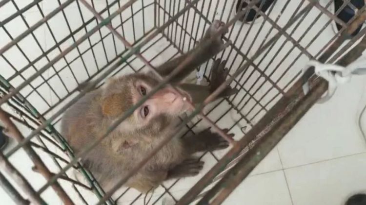 南宁一小区有猴子在高楼外爬上爬下，物业：不知道哪来的，还没抓着