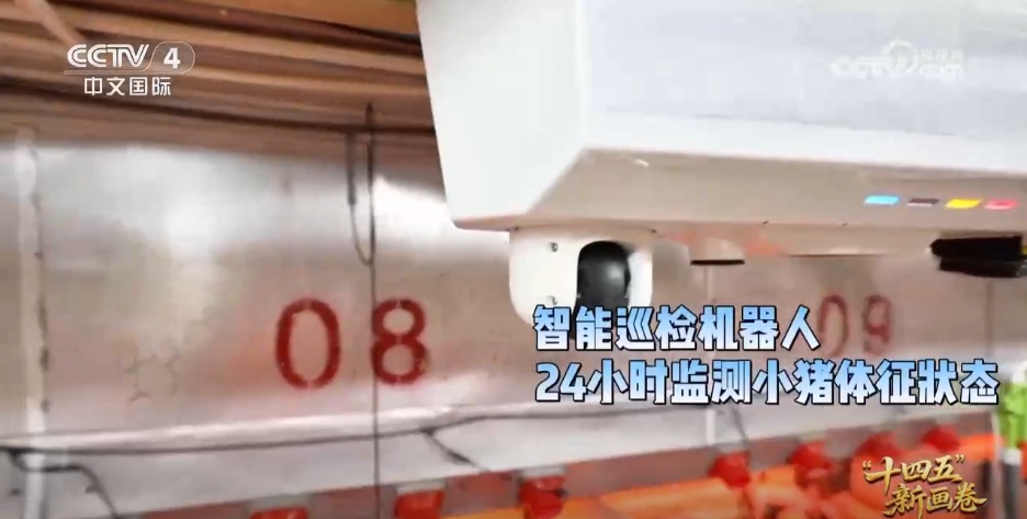 小猪“上楼”、刺梨闯“黔程” 现代化产业链推动乡村产业价值跃升 小猪“上楼”、刺梨闯“黔程” 现代化产业链推动乡村产业价值跃升